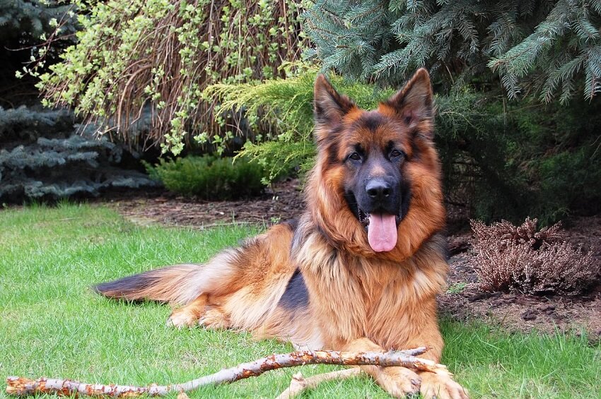 German Shepherd Dog Breed: Traits, History & Care Guide for Beginners