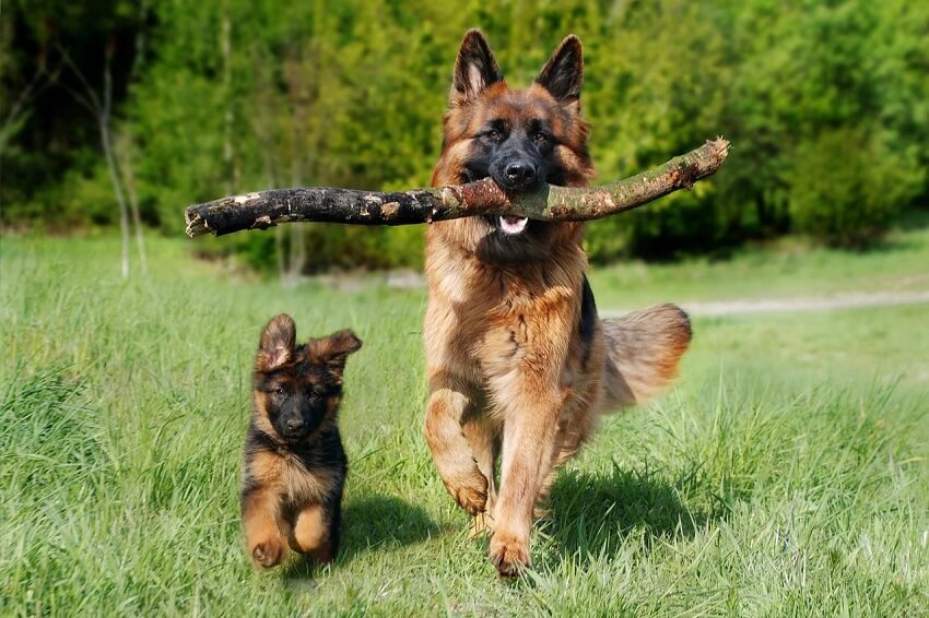German Shepherd Dog Breed: Traits, History & Care Guide for Beginners