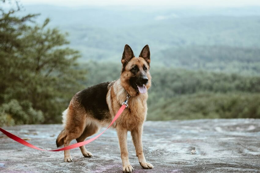 German Shepherd Dog Breed: Traits, History & Care Guide for Beginners