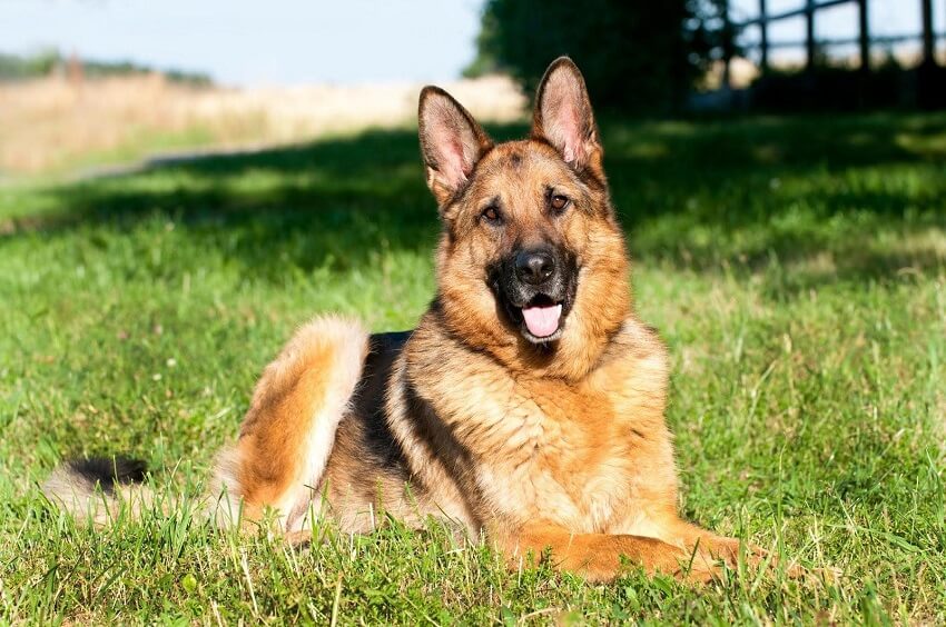 German Shepherd Dog Breed: Traits, History & Care Guide for Beginners