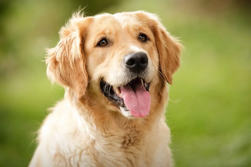 Golden Retriever Facts and Care Tips for First-Time Dog Owners