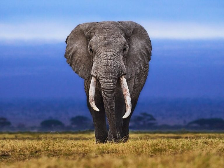 25 Amazing Facts About Elephants You Didn’t Know