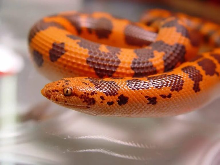 Top 10 Most Popular Pet Snakes in the World