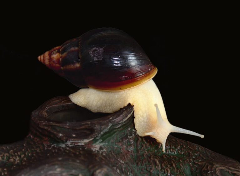Top 10 Albino Animals in the Wild and Their Stunning Appearances