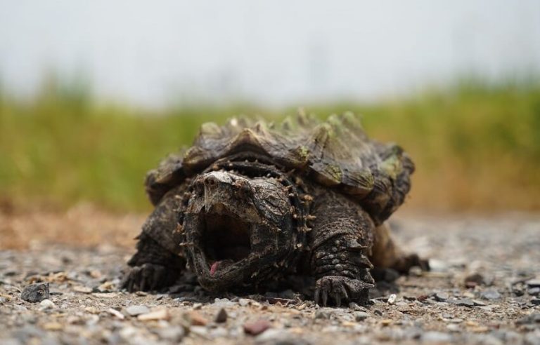Alligator Snapping Turtle Guide: Behavior, Habitat, and Bite Facts