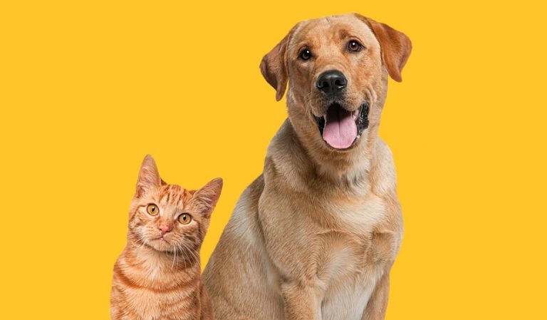 Animals Most Prone to Cancer: Top Species at Risk and Why