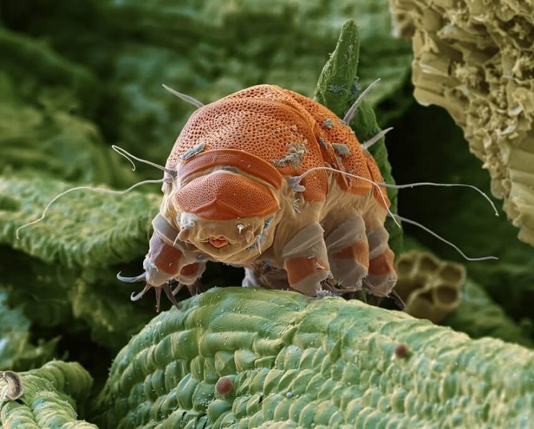Top 5 Animals That Can Survive Without Food for an Astonishingly Long Time