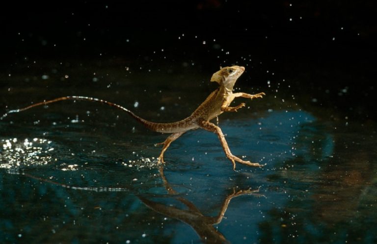 4 Animals That Can Walk on Water - Nature’s Amazing Balancing Act