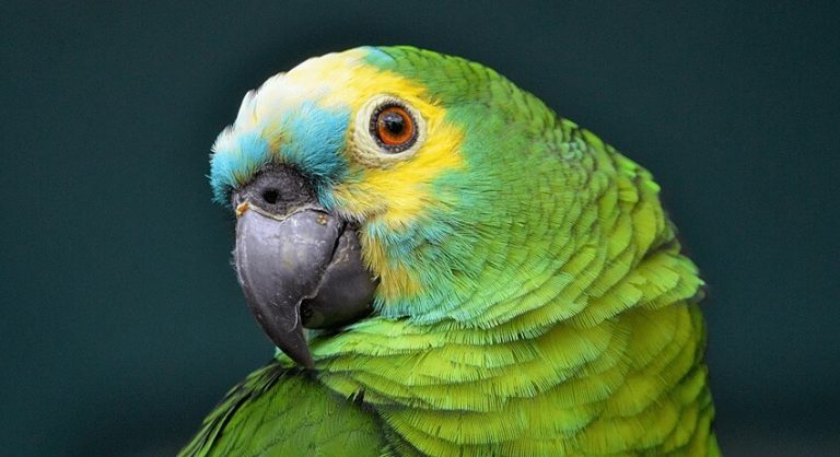 Top 8+ Talking Birds in the World – Amazing Feathered Speakers