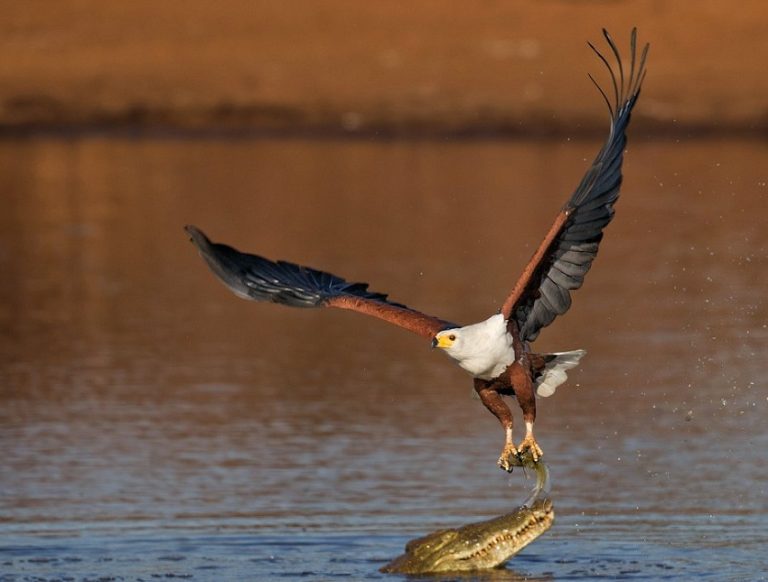 Top 3 Birds That Eat Crocodiles - Fearless Hunters of the Wild
