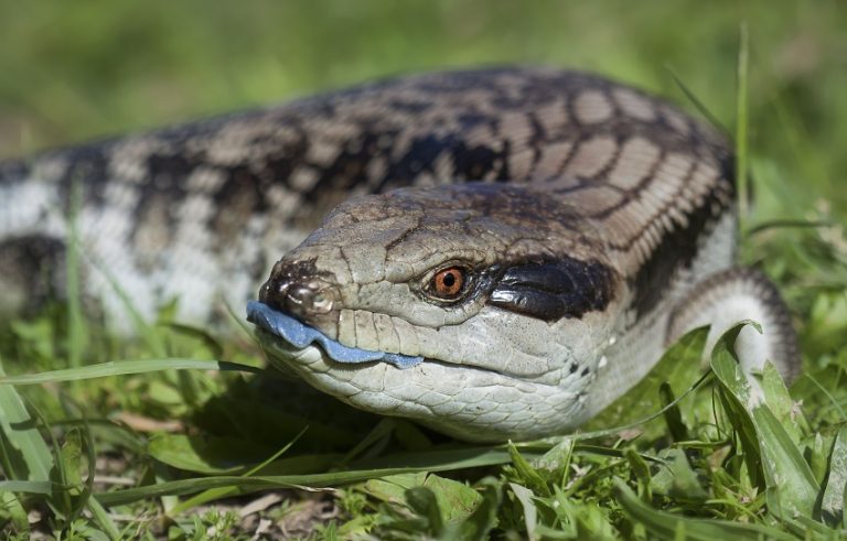 Blue-Tongue Lizard Care Guide: Diet, Habitat, and Behavior