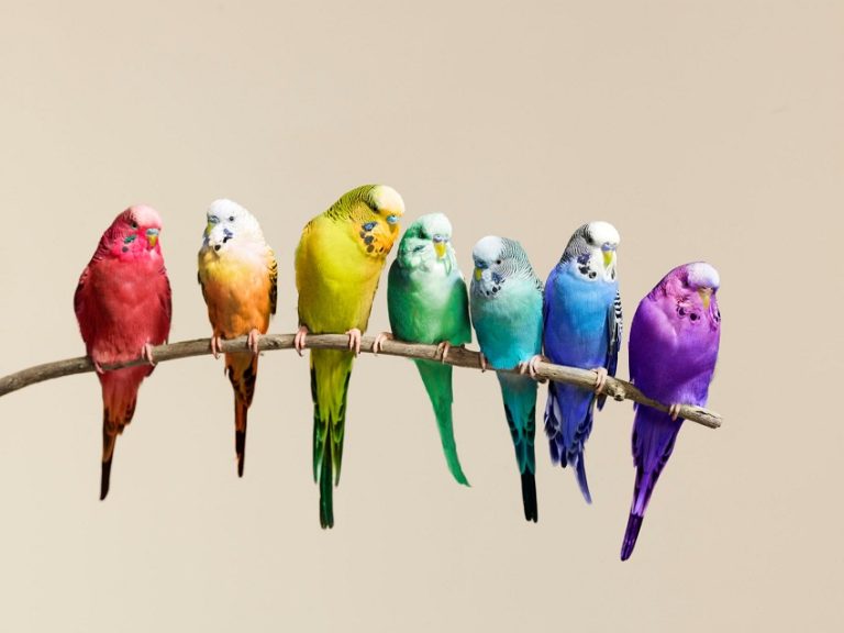 Budgerigar (Budgie) Care Guide: Behavior, Diet, and Training Tips