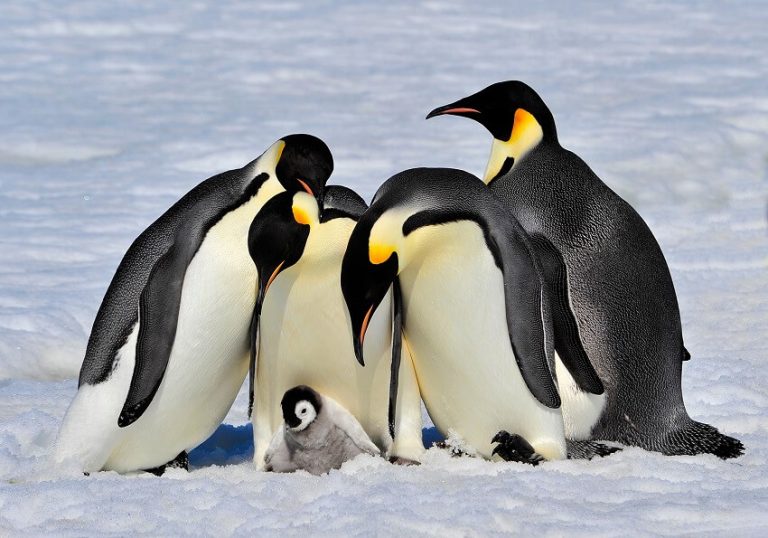 Can Penguins fly? Which bird looks like a Penguin but can fly?