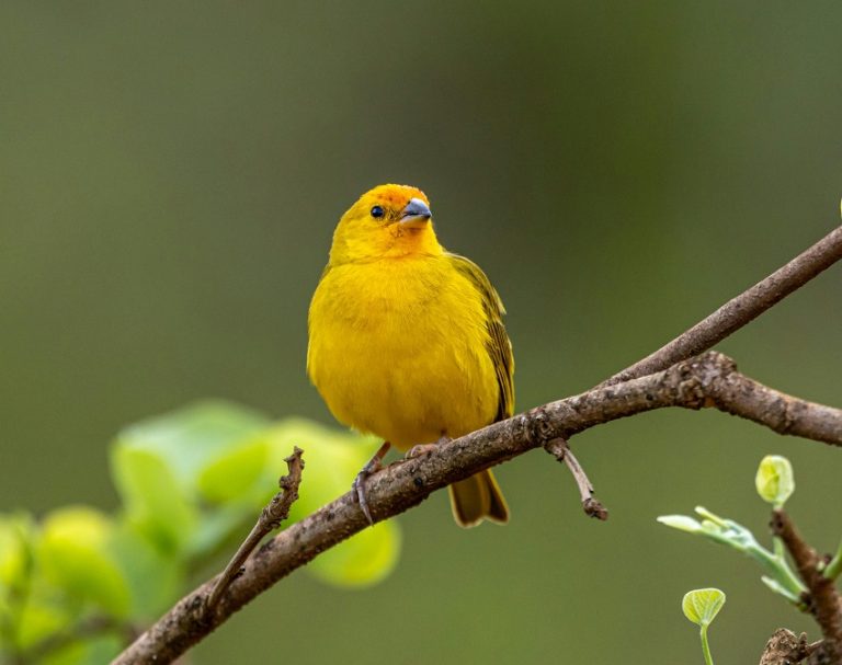 Canary Bird Basics: Singing, Cage Setup and Daily Care