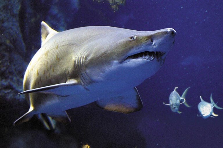 13 Cannibalistic Animals You Didn’t Know Existed