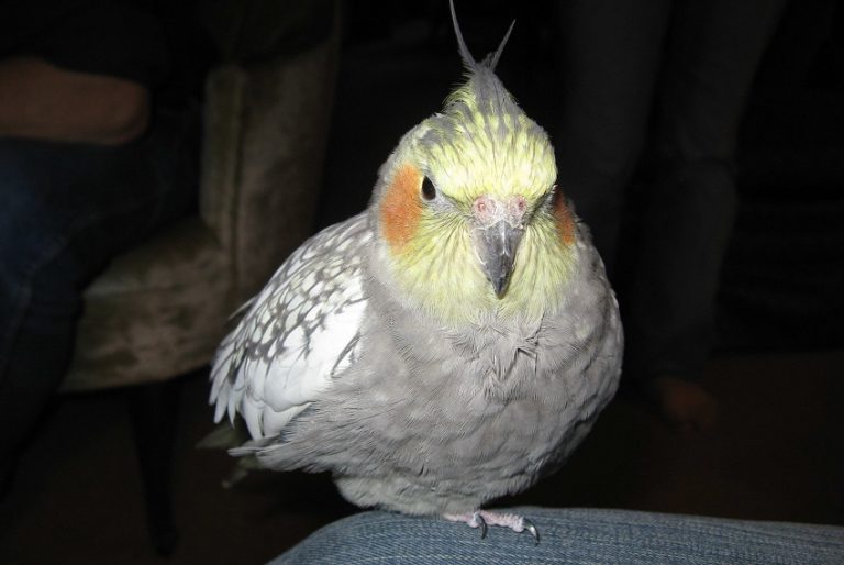 Cockatiel Care Guide: Personality, Diet, and Training Tips