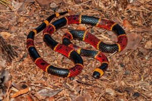 Coral Snake Facts: Identification, Venom, and Safety Tips