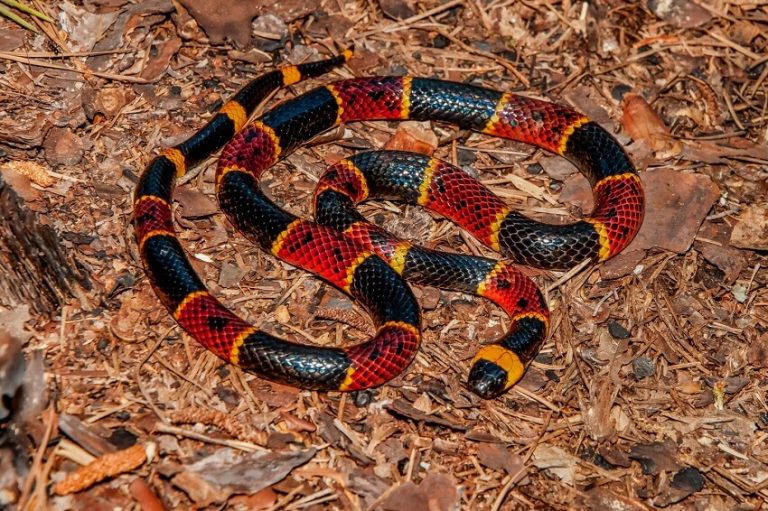 Coral Snake Facts: Identification, Venom, and Safety Tips