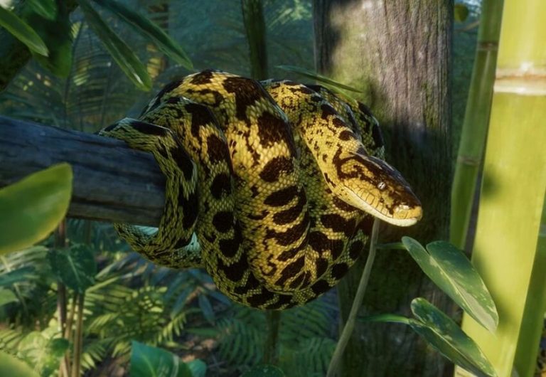 Top 5 Dangerous Pythons in the World - Nature’s Silent Predators