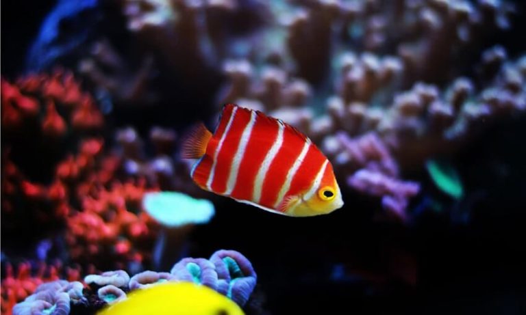 Do Fish Get Thirsty? The Truth About How Fish Drink Water