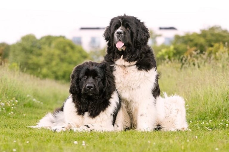Top 9 Dog Breeds with the Shortest Lifespan You Should Know