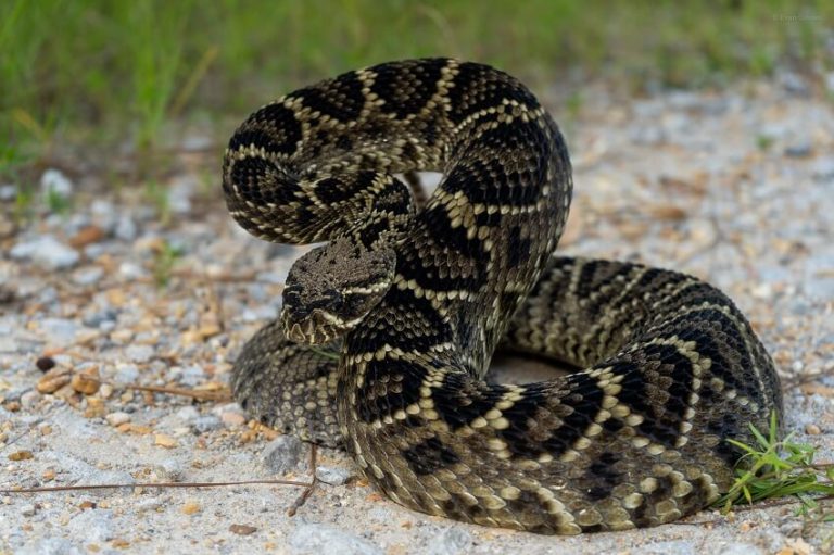 Eastern Diamondback Rattlesnake: Identification, Habitat, Safety Tips