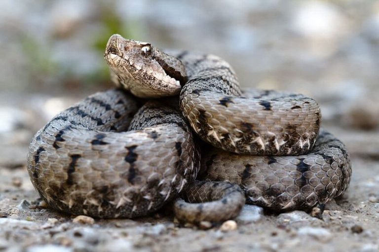 European Adder (Vipera berus): Identification, Habitat, and Bite Risk