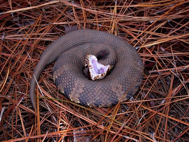 Top 8 Fastest Snakes in the World - Nature’s Speed Demons