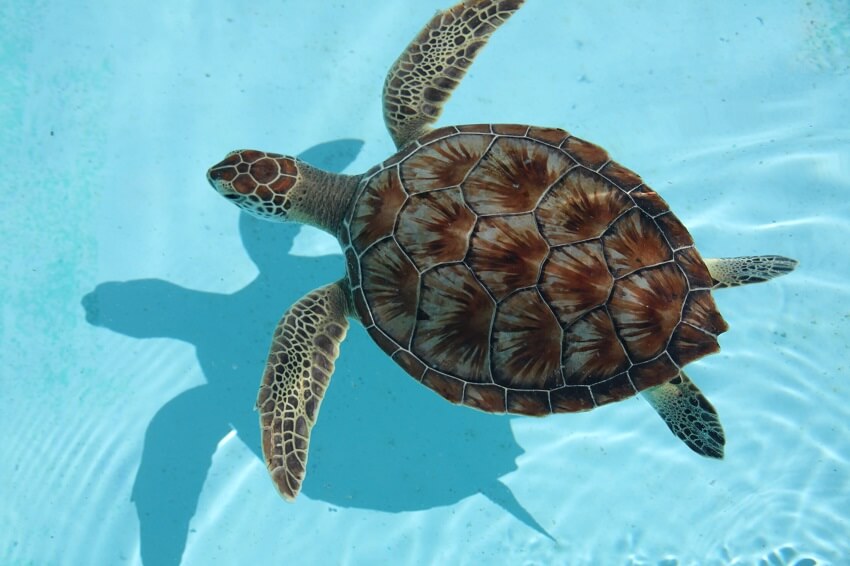 Top 11 Fun Facts About Sea Turtles That Will Amaze You