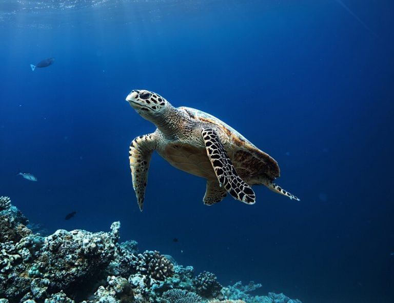 Top 11 Fun Facts About Sea Turtles That Will Amaze You