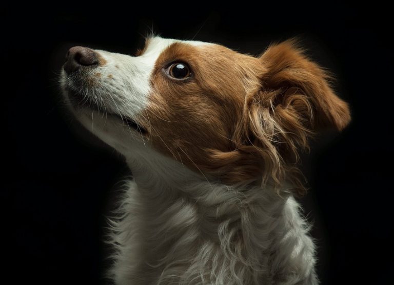 How Far Can a Dog Hear? Amazing Facts About Canine Hearing