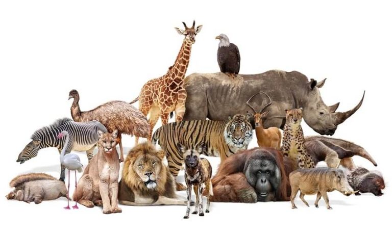How many Animals have ever lived on Earth?