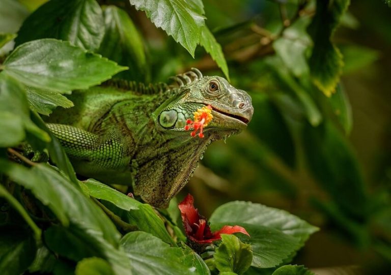 Iguana Care Guide: Habitat, Diet, Behavior and Health Tips