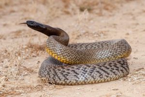 Inland Taipan Facts: World's Most Venomous Snake Explained