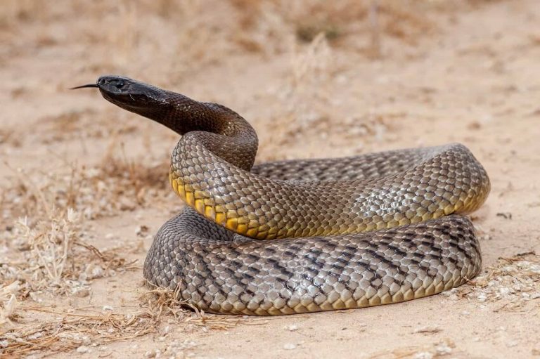 Inland Taipan Facts: World's Most Venomous Snake Explained