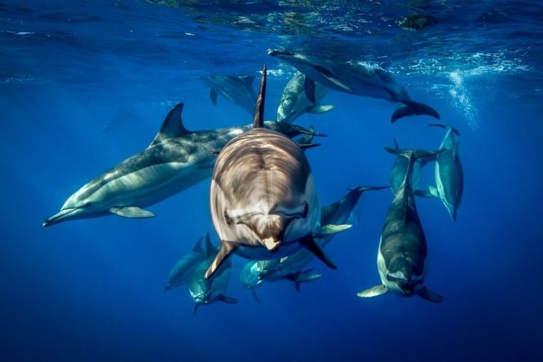 Top 15 Interesting Facts About Dolphins You Should Know