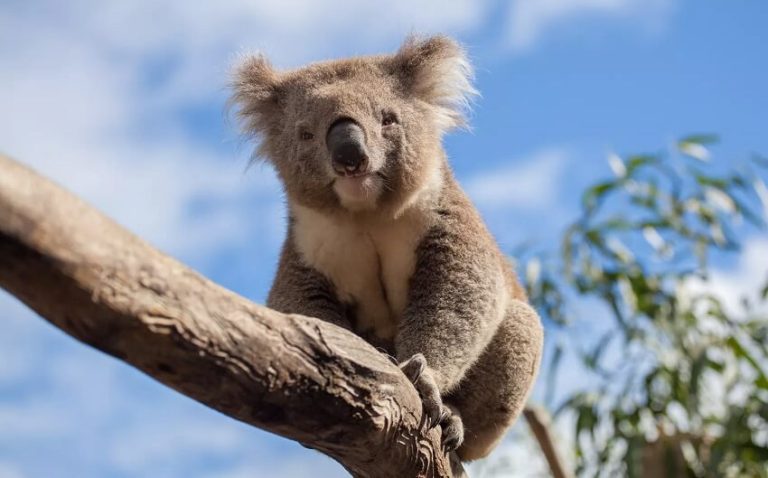 Top Interesting Facts About Koalas That Will Melt Your Heart