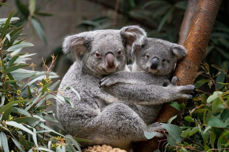 Top Interesting Facts About Koalas That Will Melt Your Heart