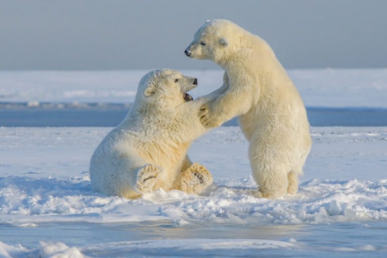 Top 10 Largest Bear Species in the World - Meet the Biggest Bears on Earth