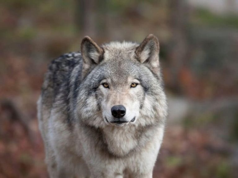 Little Known Facts About Wolves You Probably Didn’t Know
