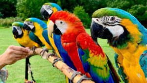 Macaw Parrot Guide: Intelligence, Training, and Long-Term Care