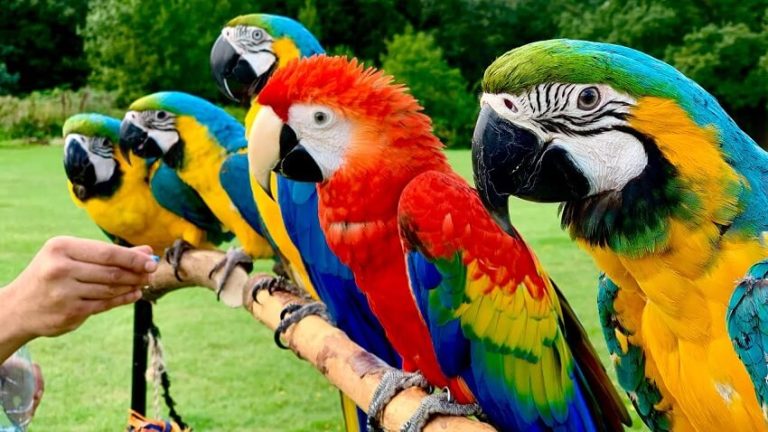 Macaw Parrot Guide: Intelligence, Training, and Long-Term Care