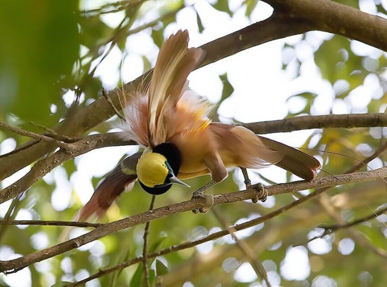 Top 10 Most Beautiful Birds in the World - Stunning Feathers & Colors