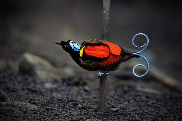 Most Colorful Birds in the World - Stunning Species to Discover