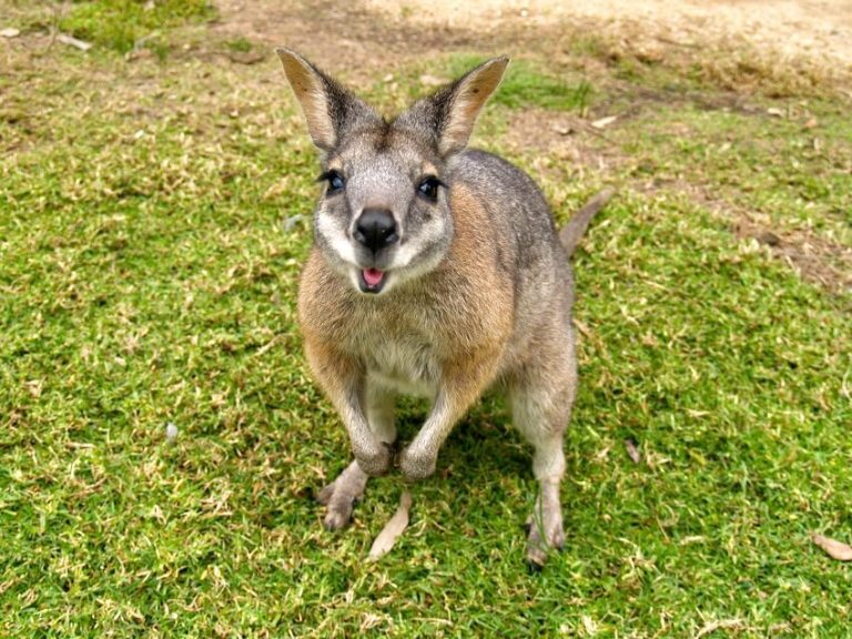 Top 10 Most Common Animals in Australia