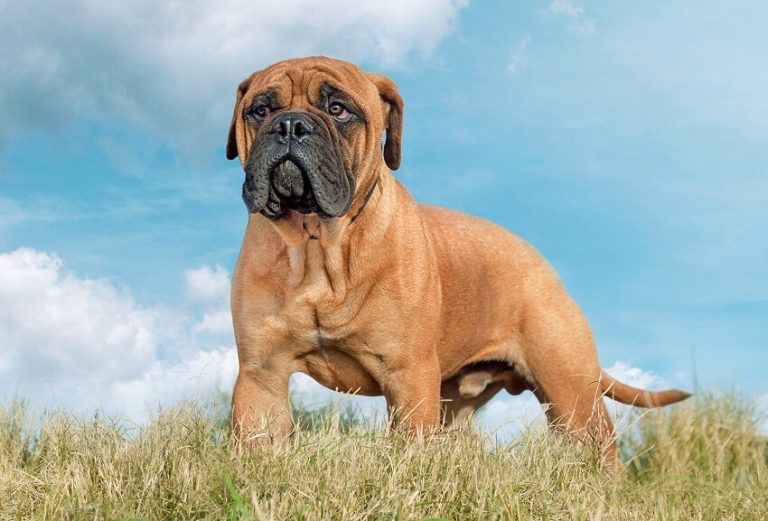 Top 14 Most Dangerous Dog Breeds in the World - Not for First Time Owners