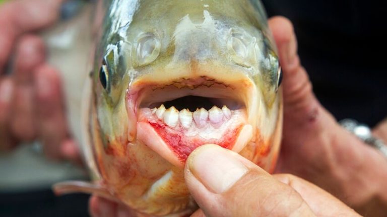 Top 13 Most Dangerous Freshwater Fish That You Should Avoid