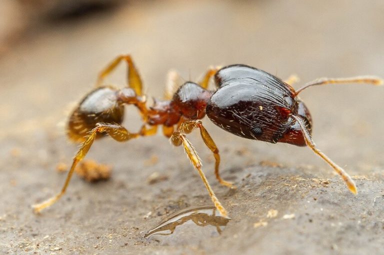 Top 18 Most Dangerous Invertebrates in the World You Should Know