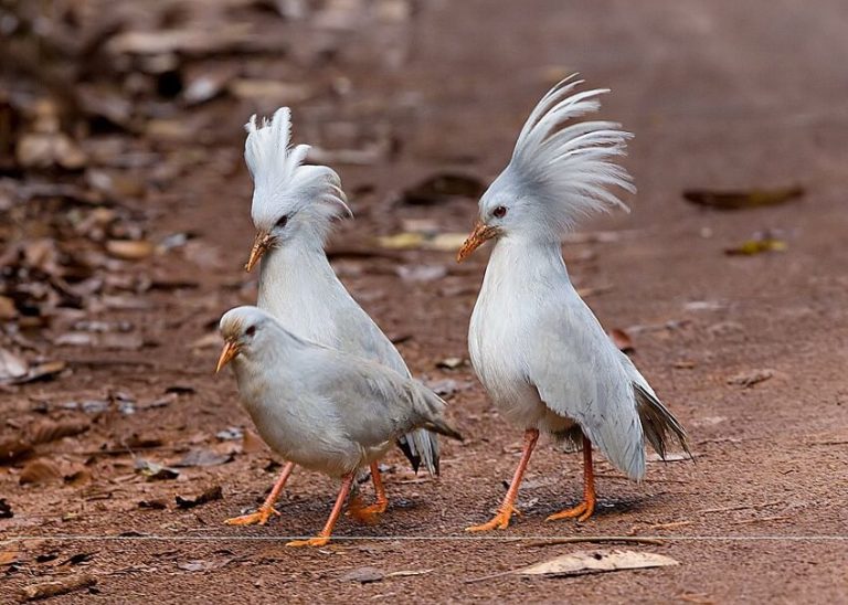 Top 5 Most Endangered Birds in the World You Should Know About