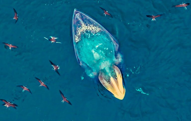 Top 5 Most Gluttonous Animals You Never Knew Existed